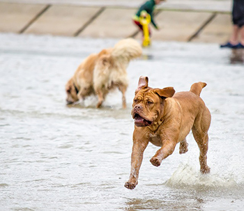 Free dog parks near me