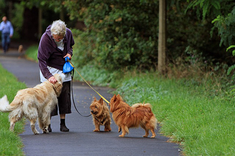 Public dog parks near me